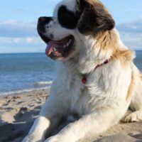 Best Giant Breed Dog Food