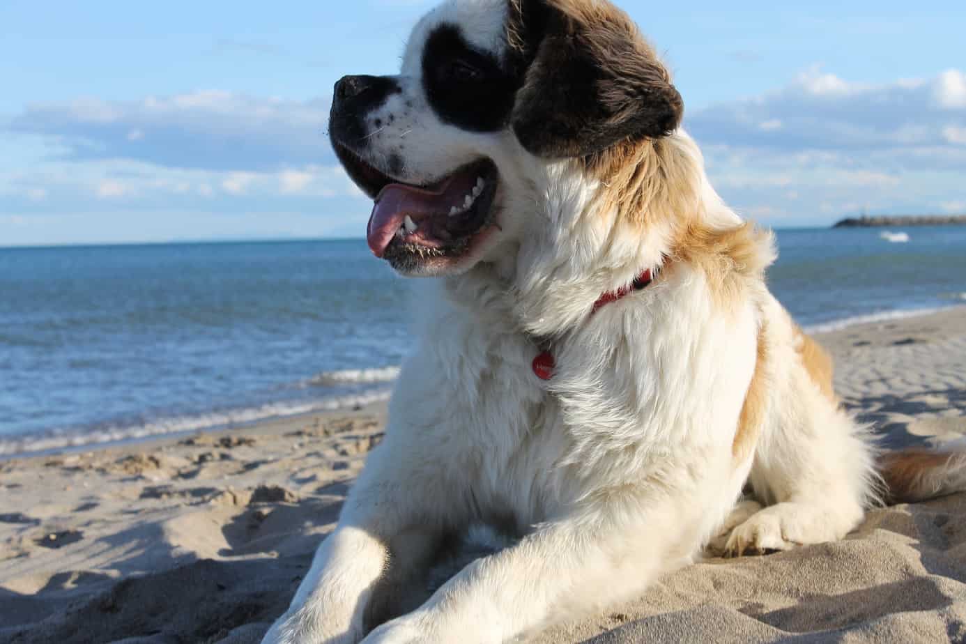 Giant breed dog food