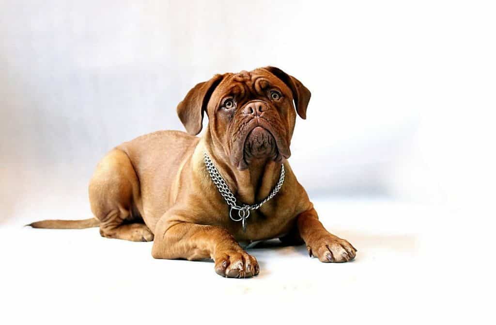 Portrait shot of a Mastiff