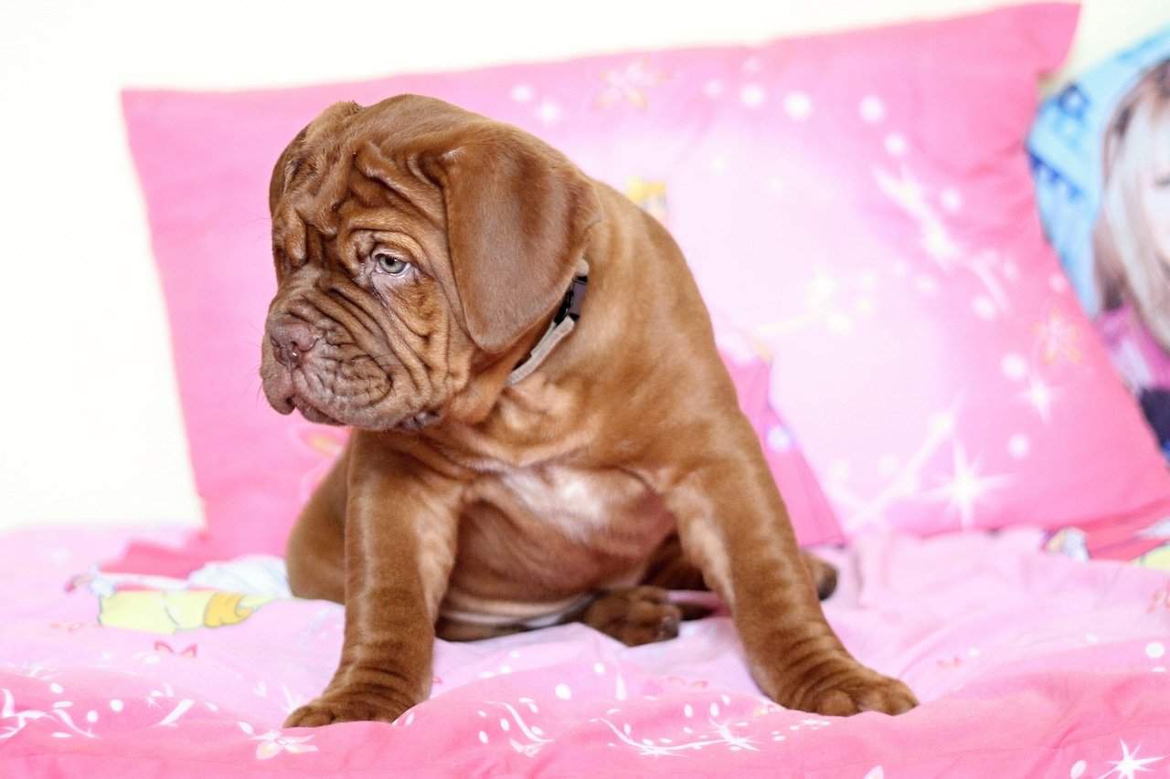 9 Best Dog Foods For Mastiffs And Their Puppies In 2021