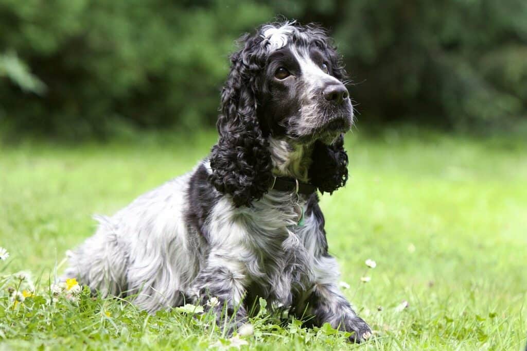 Cocker Spaniel sitting