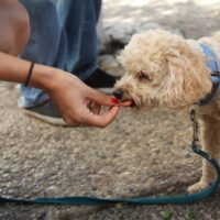 Best Dog Treat Pouch