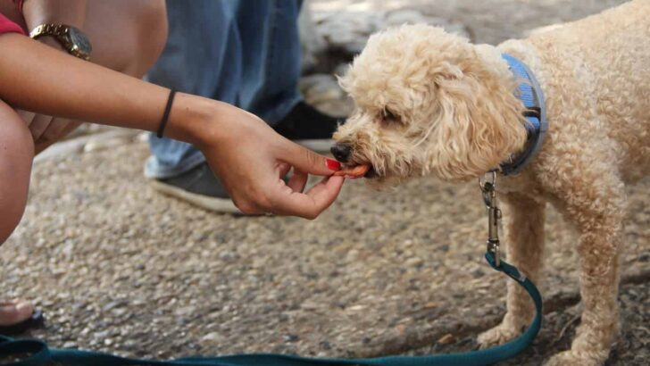 Best Dog Treat Pouch