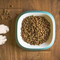 Picture of dog food