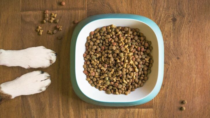 The 6 Best Chicken-Free Dog Food For Your Pooch