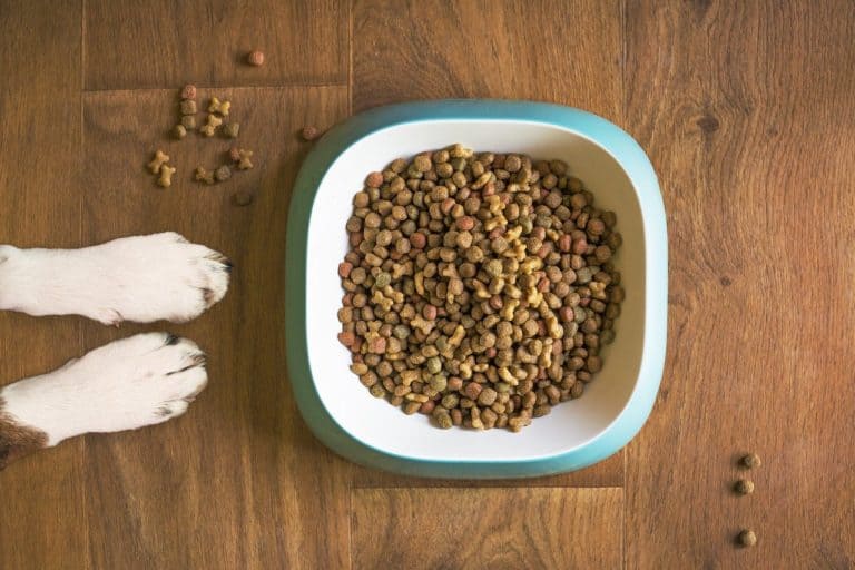 6 Best Chicken Free Dog Food 2022 Edition Must Have 