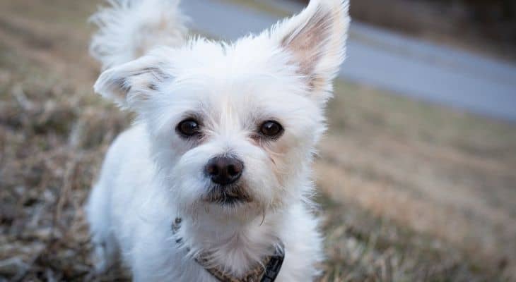 Maltese Closeup