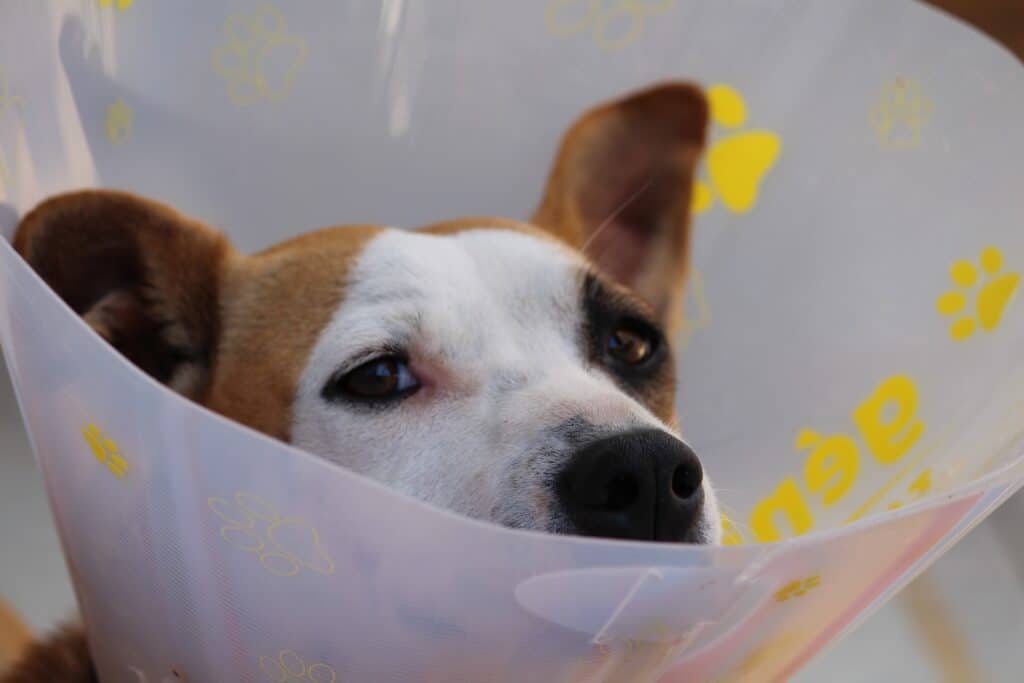 dog with cone