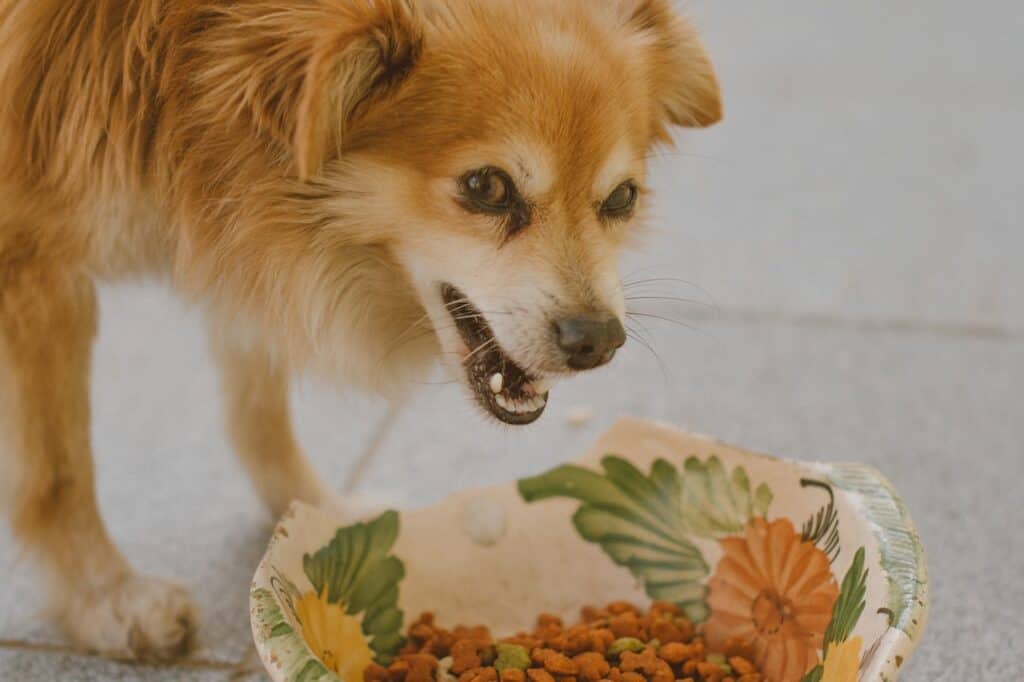 brown hairy dog eating