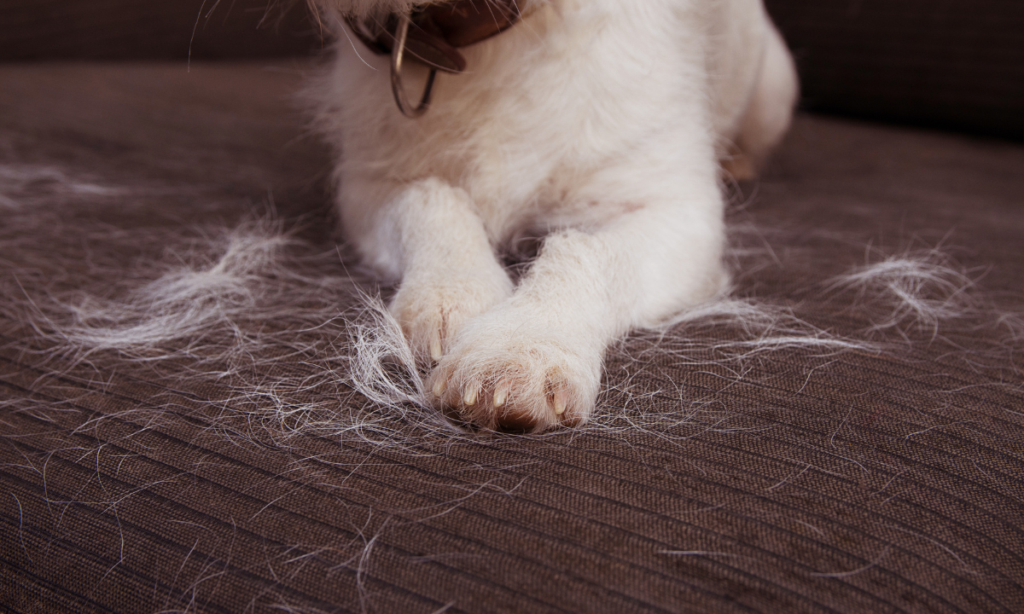 dog shedding