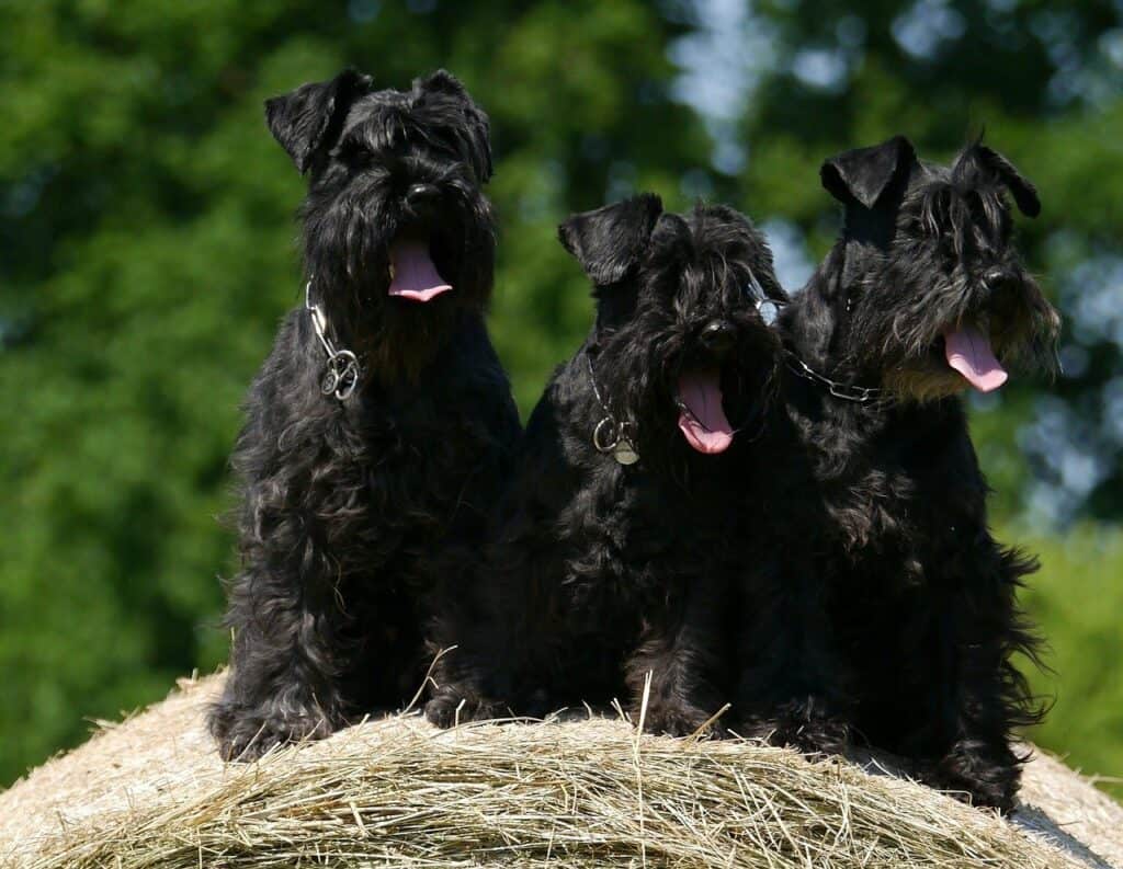 3 Schnauzer close together