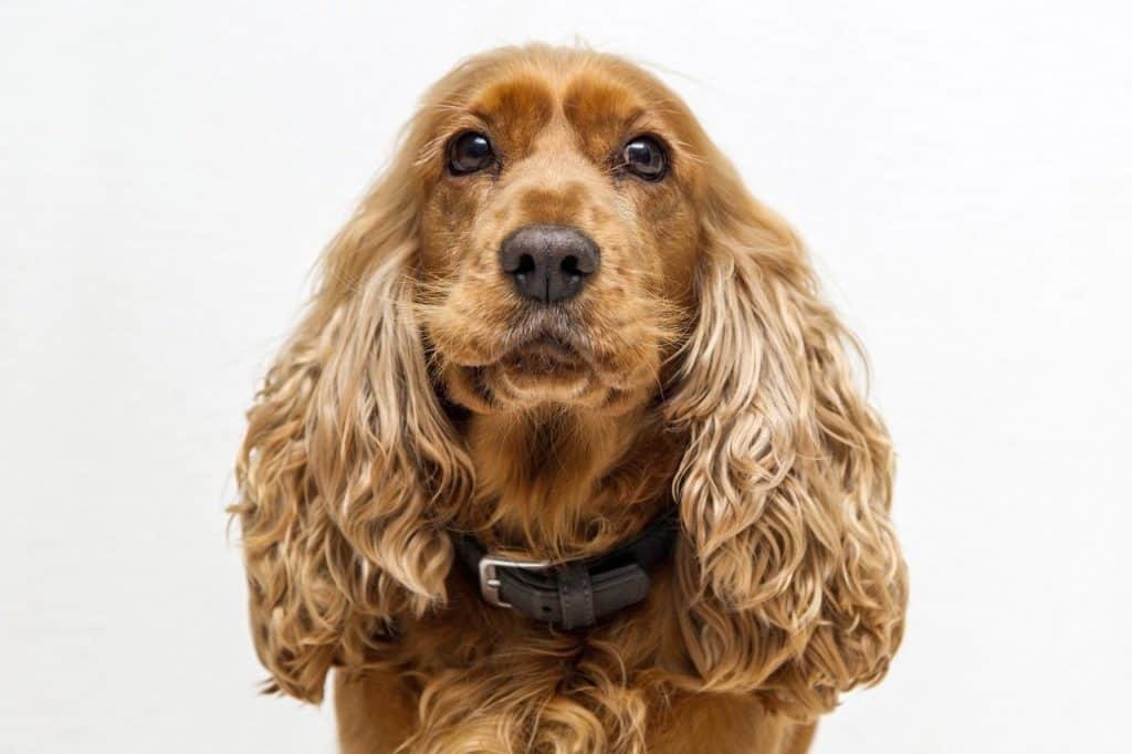 Cocker Spaniel close portrait