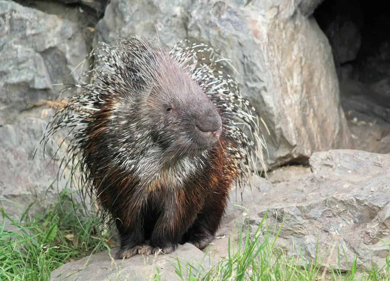 Porcupine