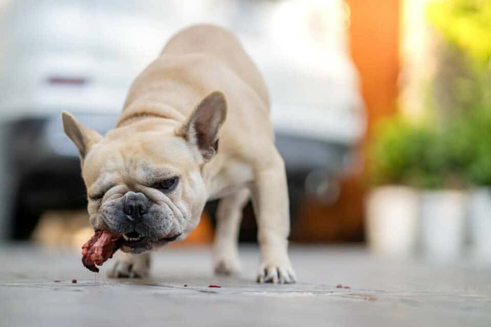 My Dog Ate Chicken Bones 5 Important Steps To Take NOW