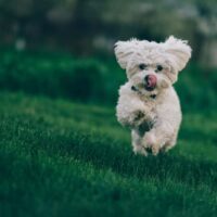 Dog running on grass