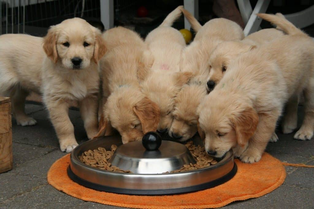 Golden Retriever eating