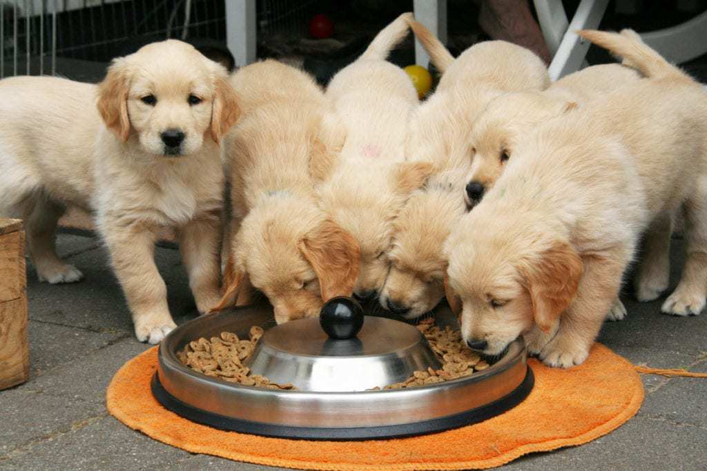 dog food for weight gain