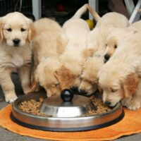 Best Dog Food For Weight Gain (link to Article: Best Weight Management Dog Food)