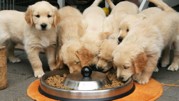 Best Dog Food For Weight Gain