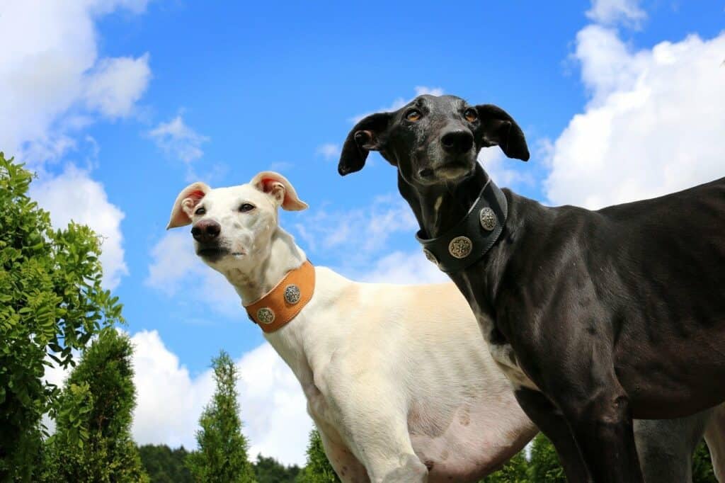 2 Greyhounds closeup