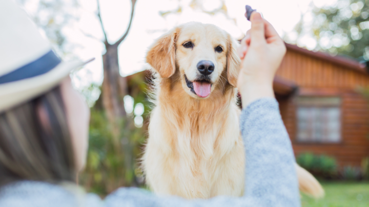 How to Find the Best Dog Treats