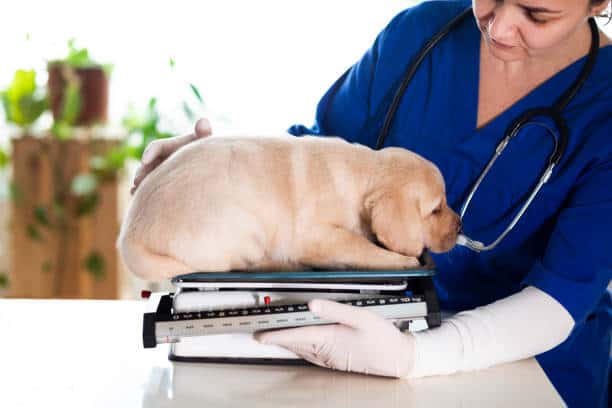 Puppy at veterinarian office, measuring on old scale