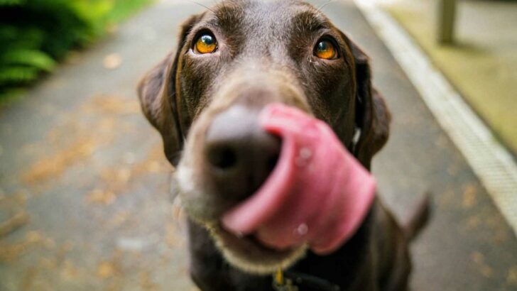 Top 7 Best Dog Foods with Glucosamine For Joint Health