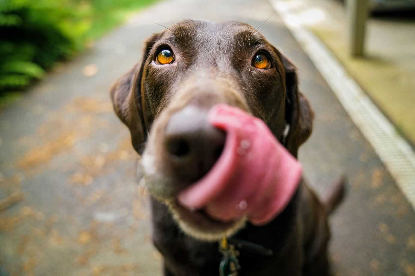 anti inflammatory dog food brands
