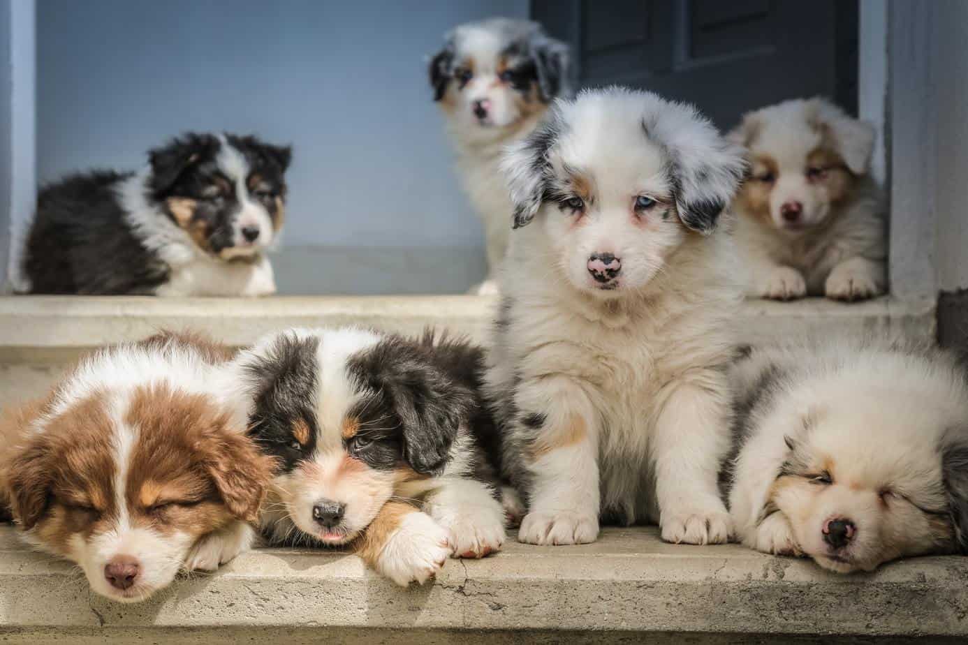 a bunch of puppies