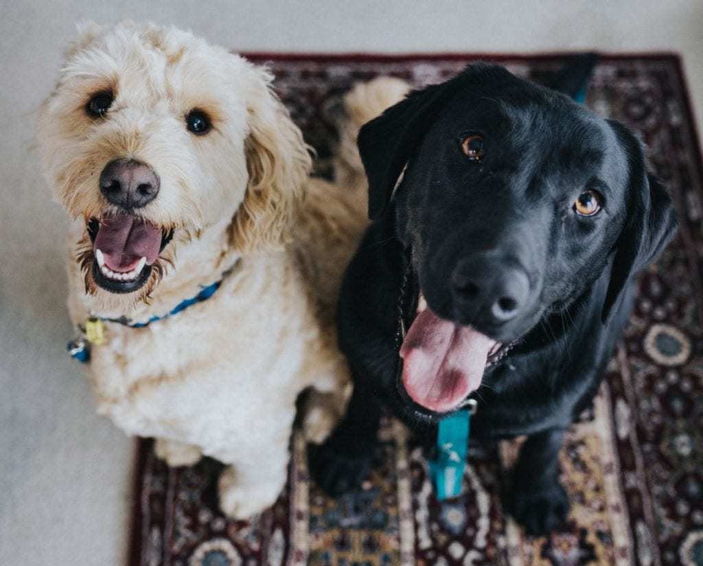 Best Large Dog Crates