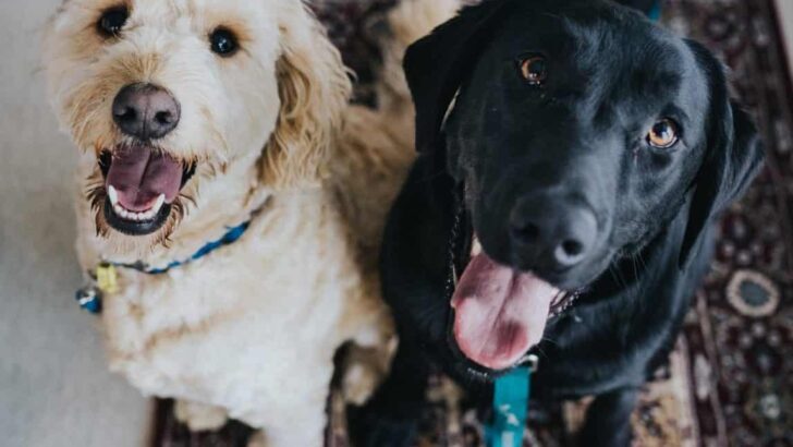 Best Large Dog Crates