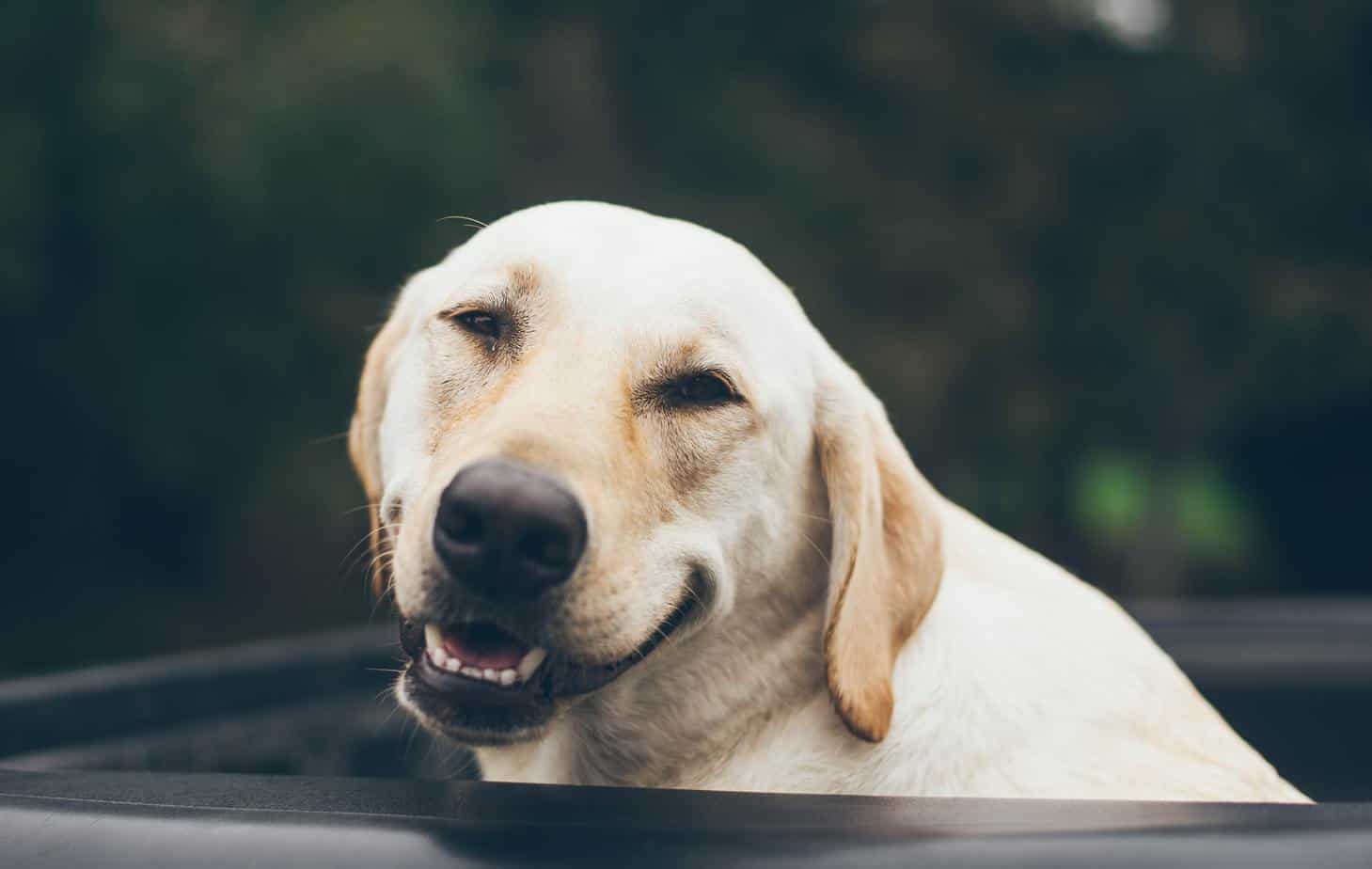 Dog smiling