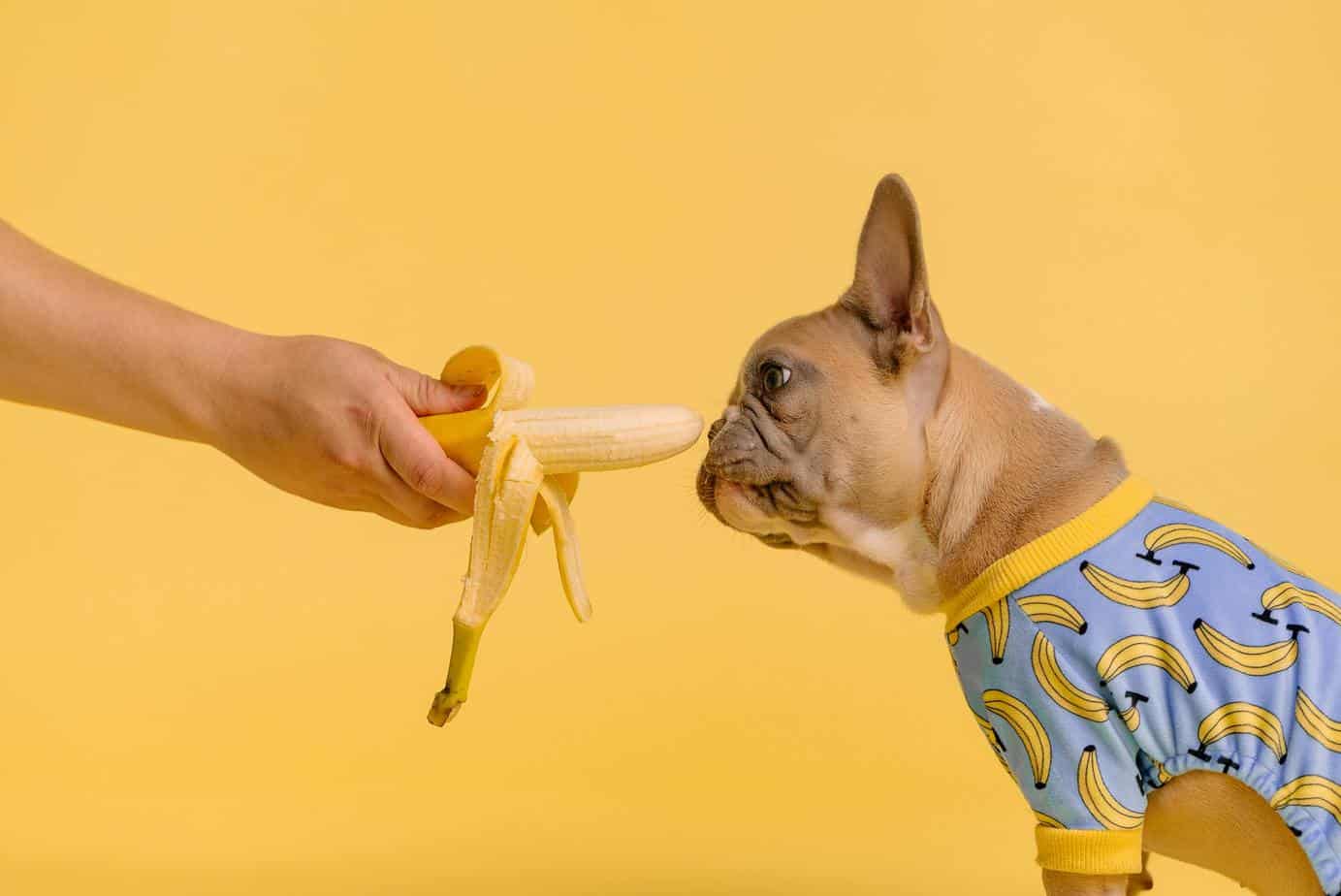 dog eating banana