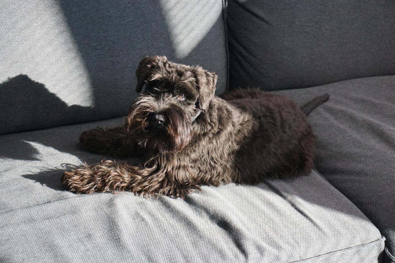 black dog on sofa