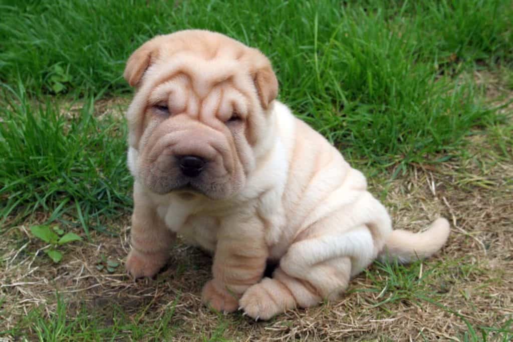 Mini Walrus Puppy Close-up