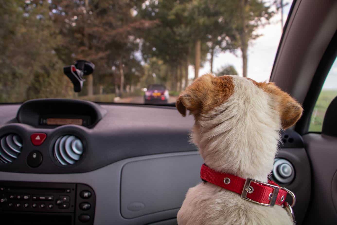 Puppy in a car ride