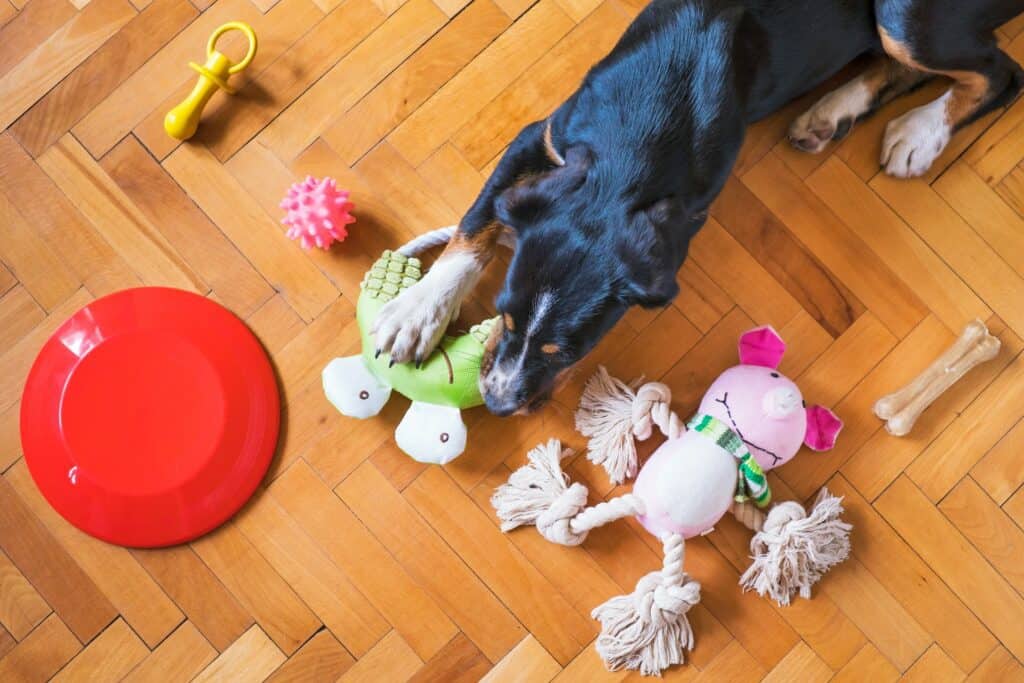 dog with toys 