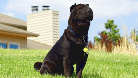 The Mini Hippo Dog Breed: One Of Cutest And Adorable Puppies You Will Ever Have