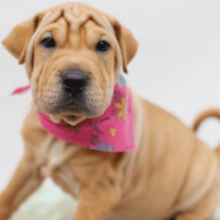 Mini Walrus Puppy