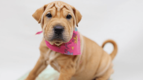 Mini Walrus Dog: Must-Know About The Sharpei Basset Hound (Bashar) Mix Puppy