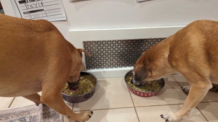 Nom Nom Dog Food Subscription Review