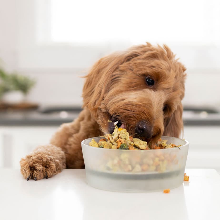 Pet Wellness Starts with Nom Nom's Customized Meal Plans