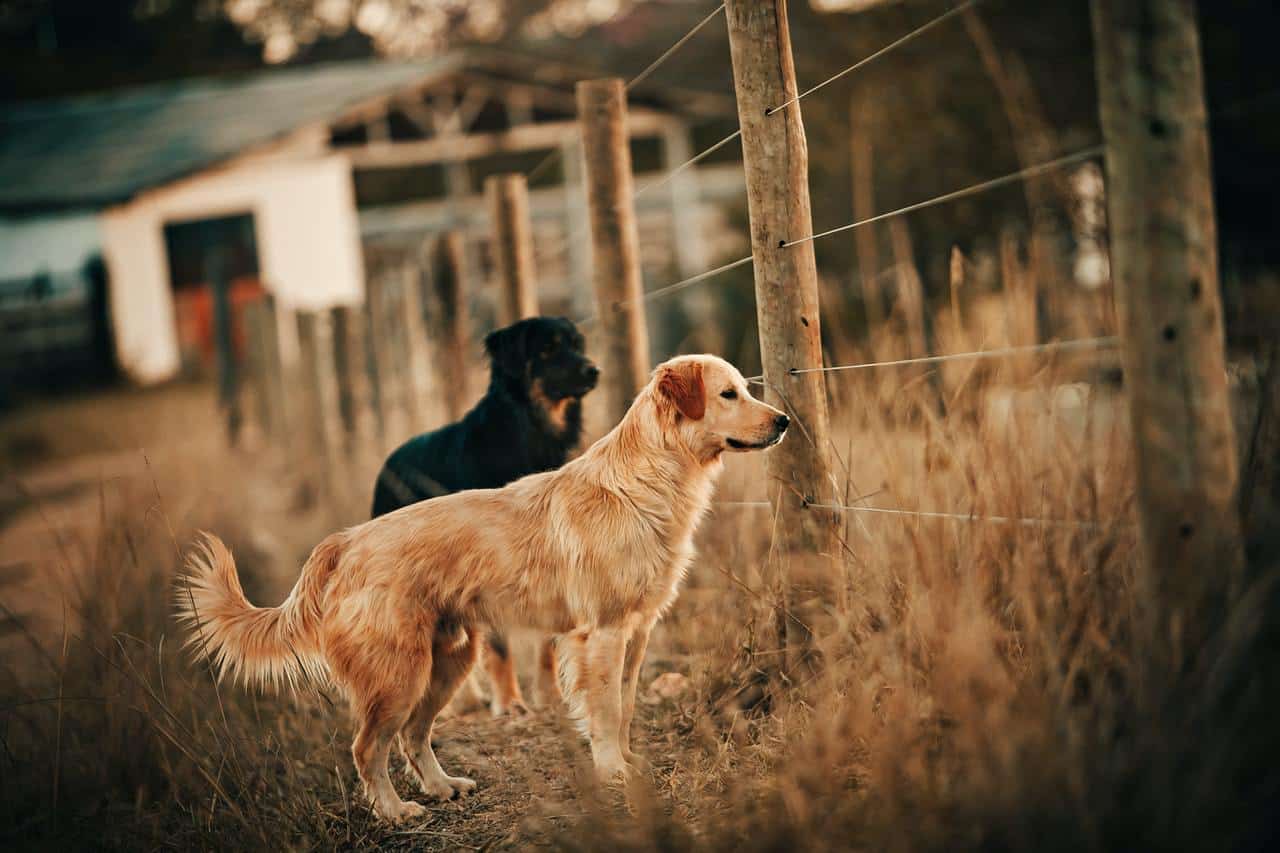 Golden Retrievers