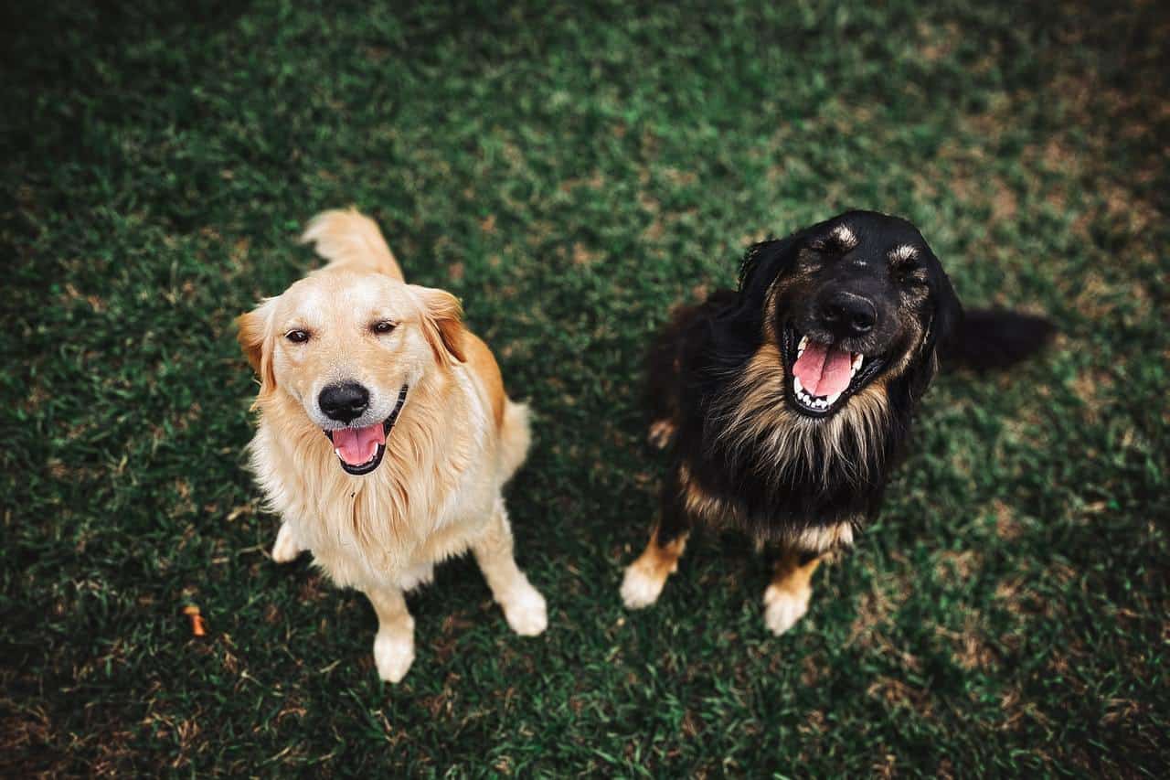 Golden Retrievers