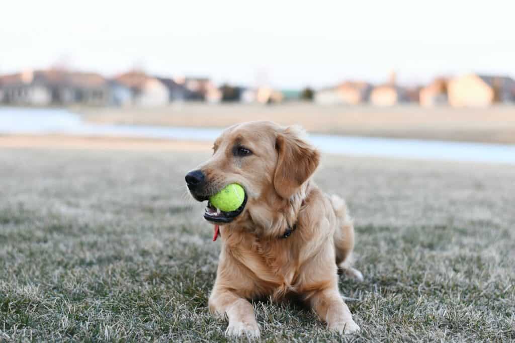 golden retriever with ball