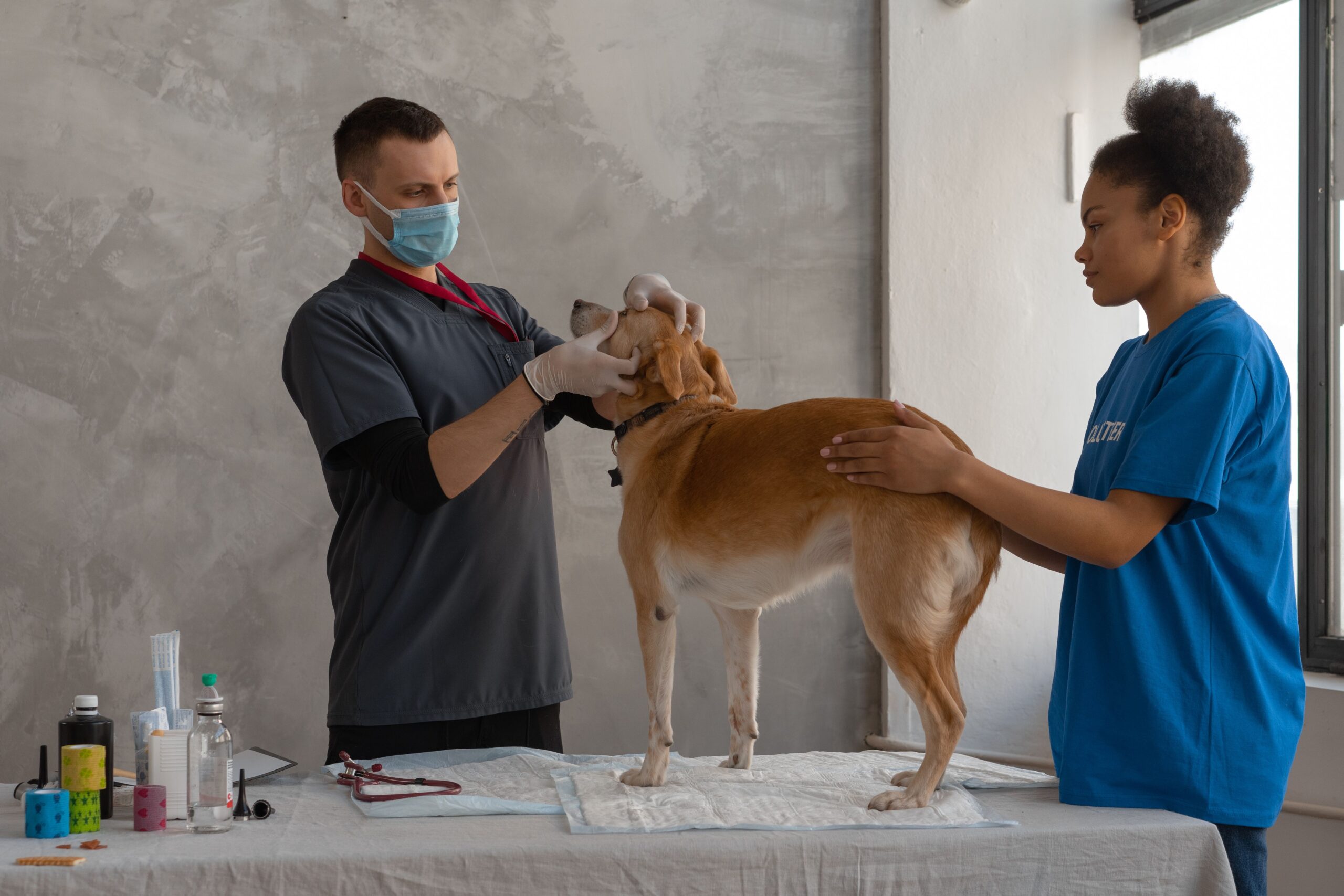 dog at the vet