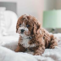 Best Carpet Cleaner For Pets