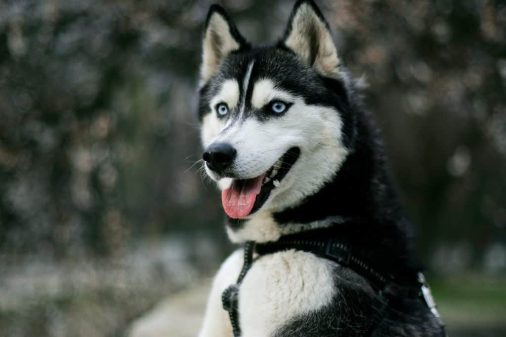 Portrait shot of husky