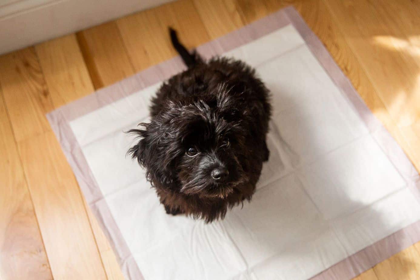 dog using Puppy Pads