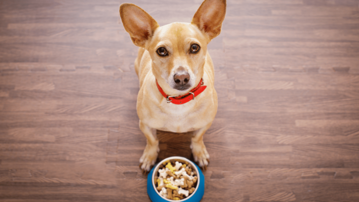 How to Pick the Best Dog Food for A Chicken Allergy